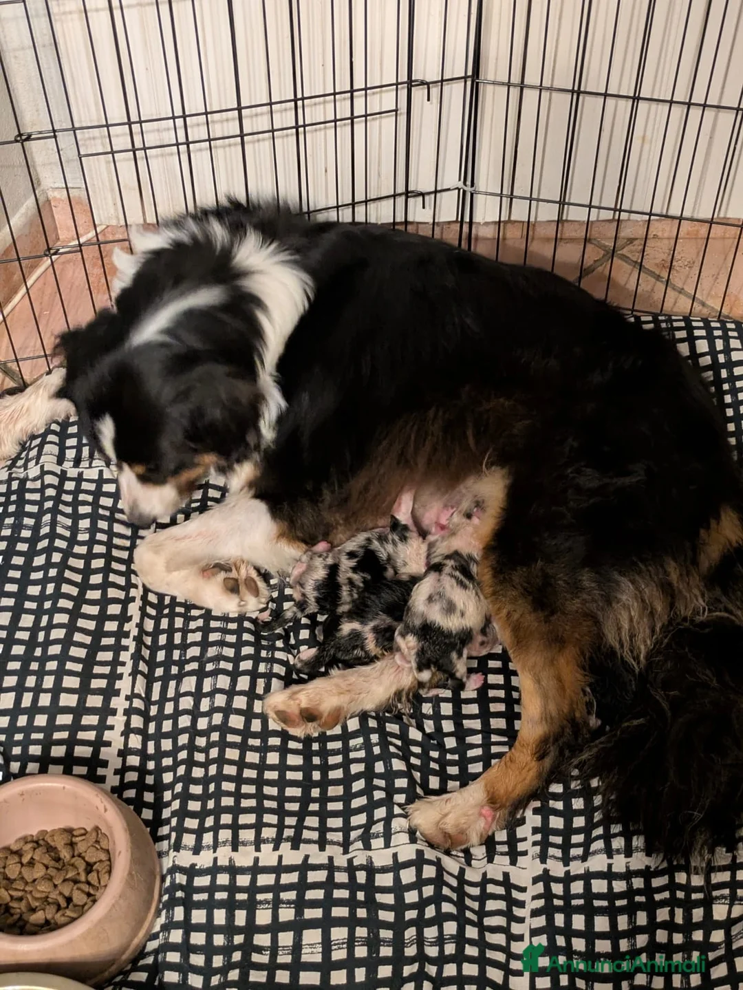 Australian Shepherd cani in vendita: Cuccioli di pastore australiano disponibili  - Annuncio 1