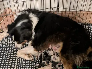 Australian Shepherd cani Cuccioli di pastore australiano disponibili - Annuncio 6