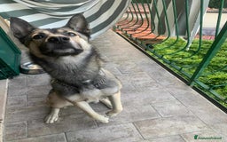 Husky cani in regalo: LUPO, piccolo mix HUSKY cerca famiglia. a Città Metropolitana di Firenze - Immagine 3