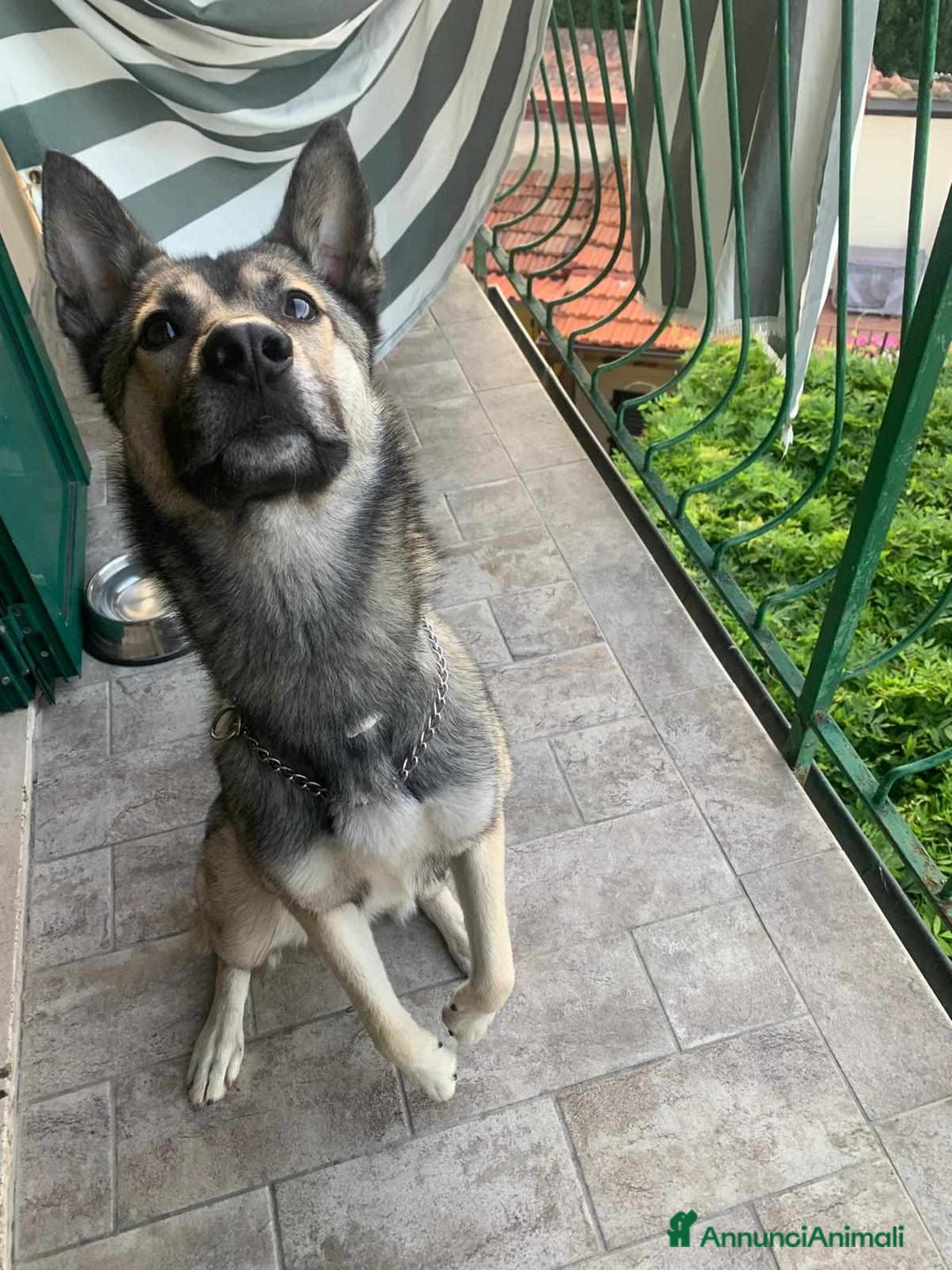 Husky cani in regalo: LUPO, piccolo mix HUSKY cerca famiglia. a Città Metropolitana di Firenze - Immagine 3