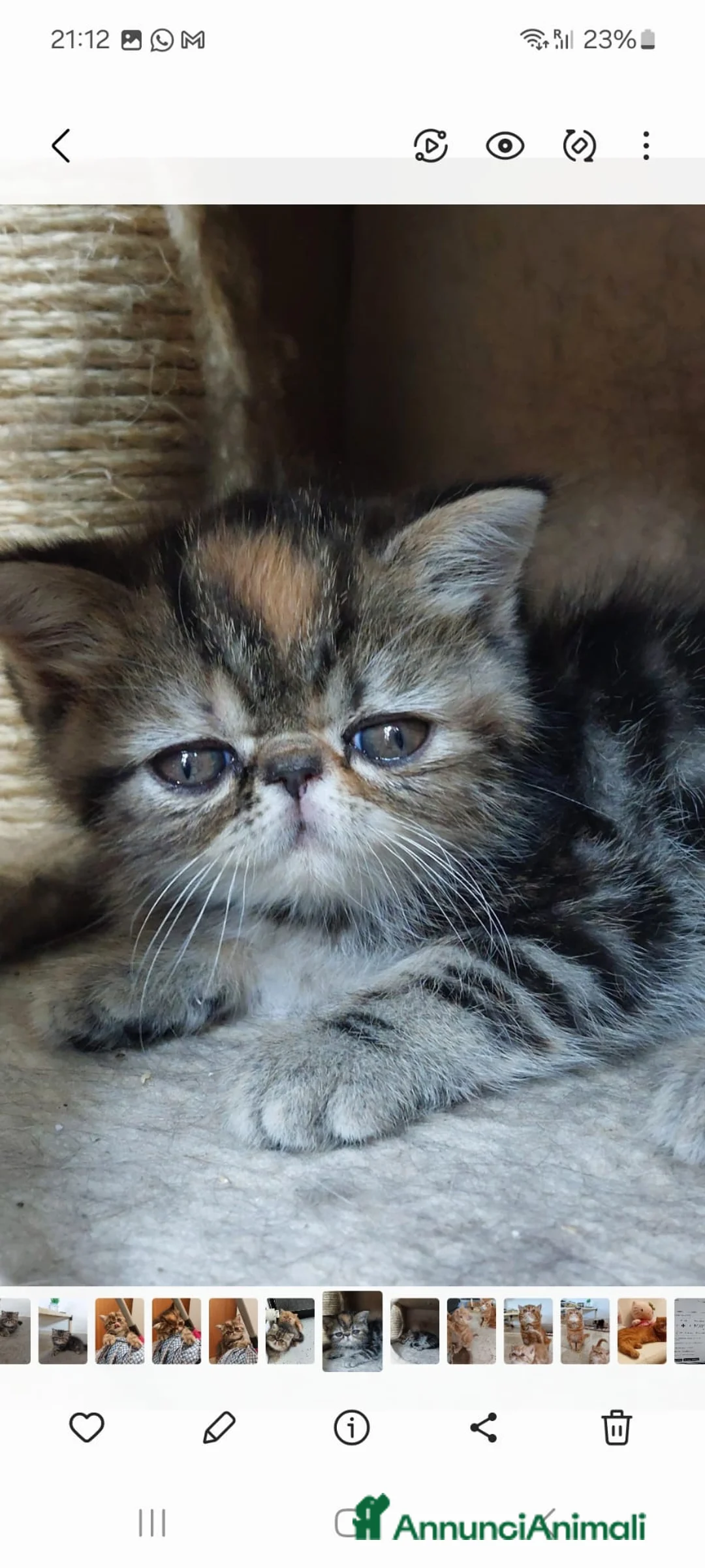 Exotic Shorthair gatti in vendita: Gattini razza Exotic Shorthair  a Provincia di Varese - Annuncio 7