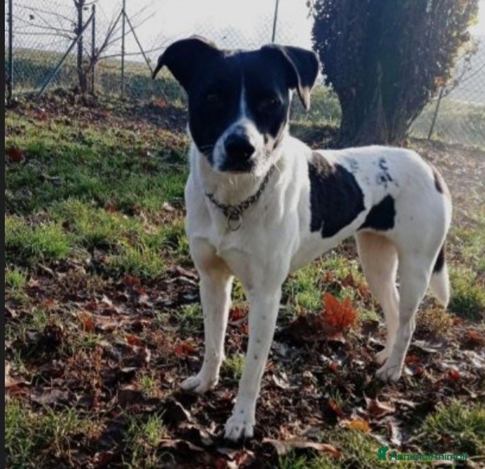 Meticcio cani Polka molossina adulta aspetta da tanto.MILANO  a Città metropolitana di Milano - Annuncio 5