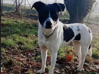 Meticcio cani Polka molossina adulta aspetta da tanto.MILANO a Città metropolitana di Milano - Annuncio 12