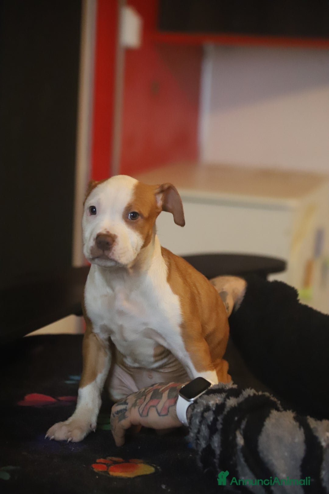 Pitbull cani in vendita: Cuccioli di Pit Bull con pedigree anche a rate - Annuncio 16