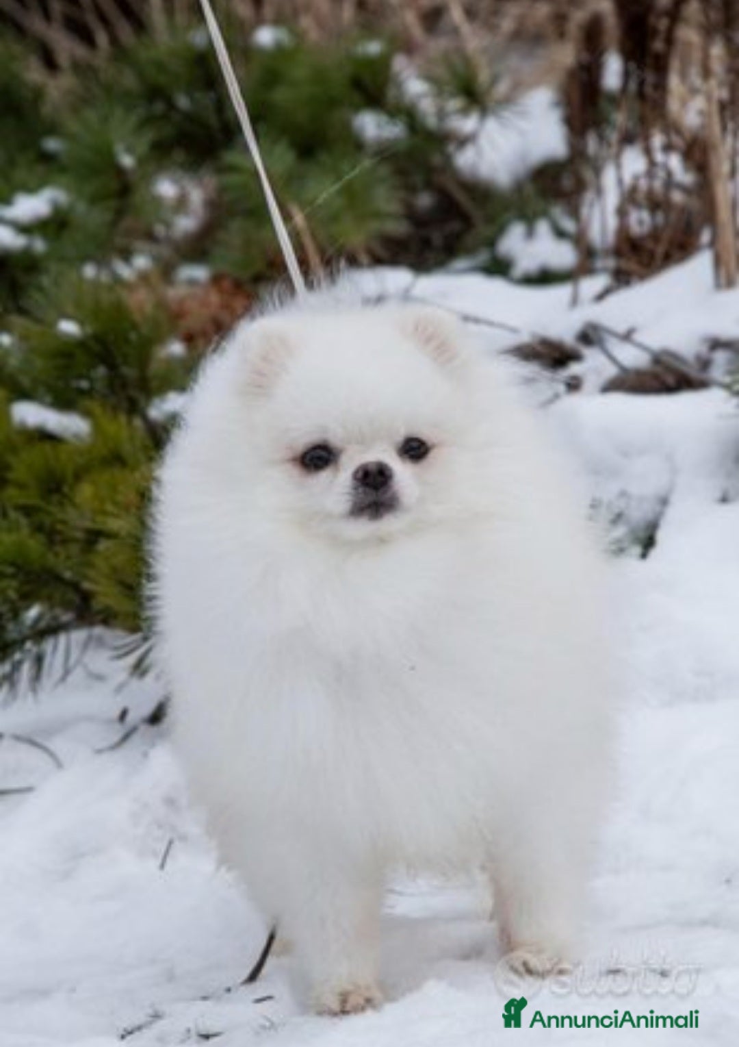 Spitz cani per accoppiamento: Spitz tedesco NANO Pomerania  a Provincia di Monza e della Brianza - Annuncio 3