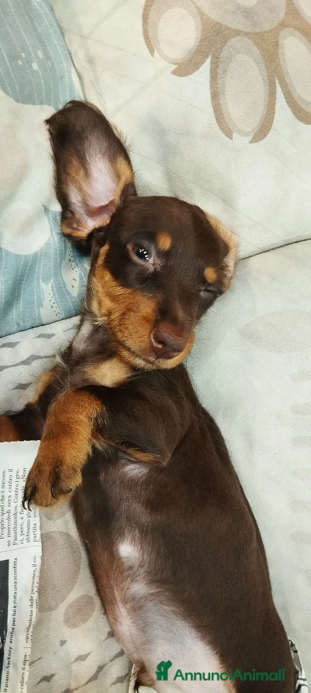 Bassotto cani in vendita: Bassotto  - Annuncio 2