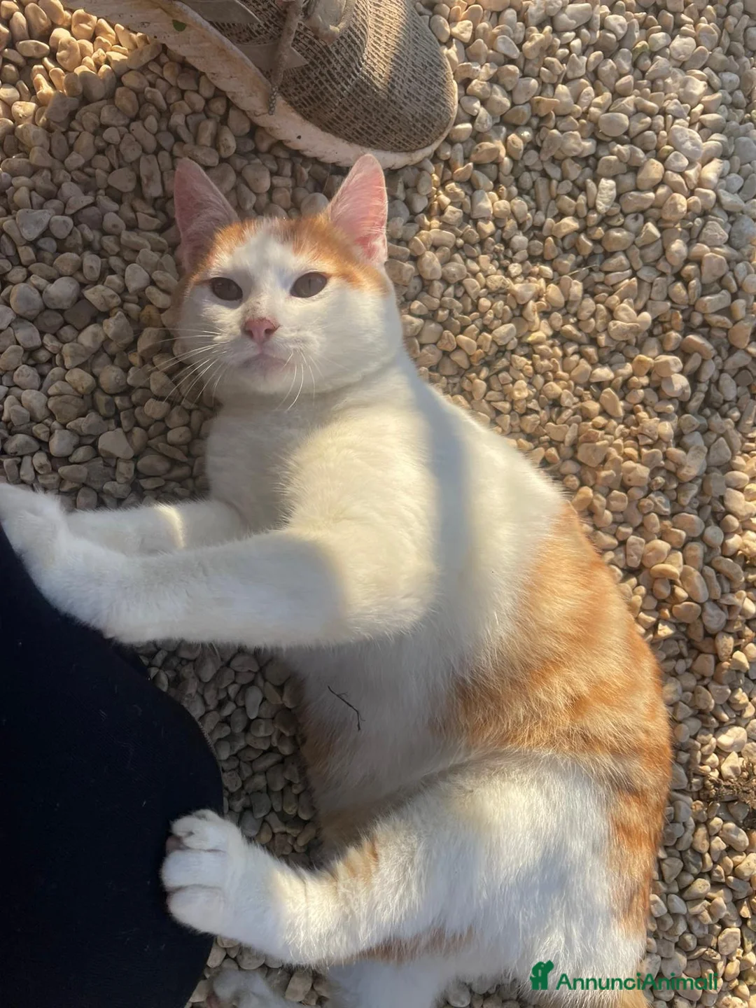 Meticcio gatti in regalo: SONO RIMASTO SOLO, MI ADOTTI? - Annuncio 5