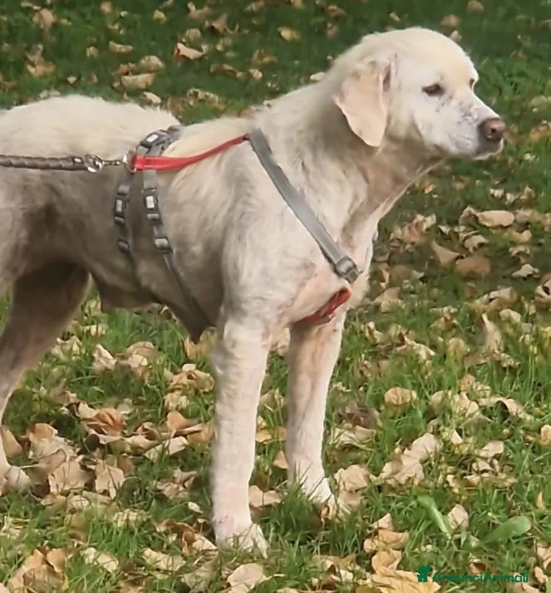 Meticcio cani in regalo: Fatima cagnolona dal cuore grande a Provincia di Padova - Annuncio 1