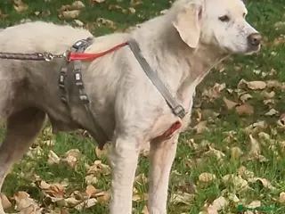 Meticcio cani Fatima cagnolona dal cuore grande - Annuncio 1