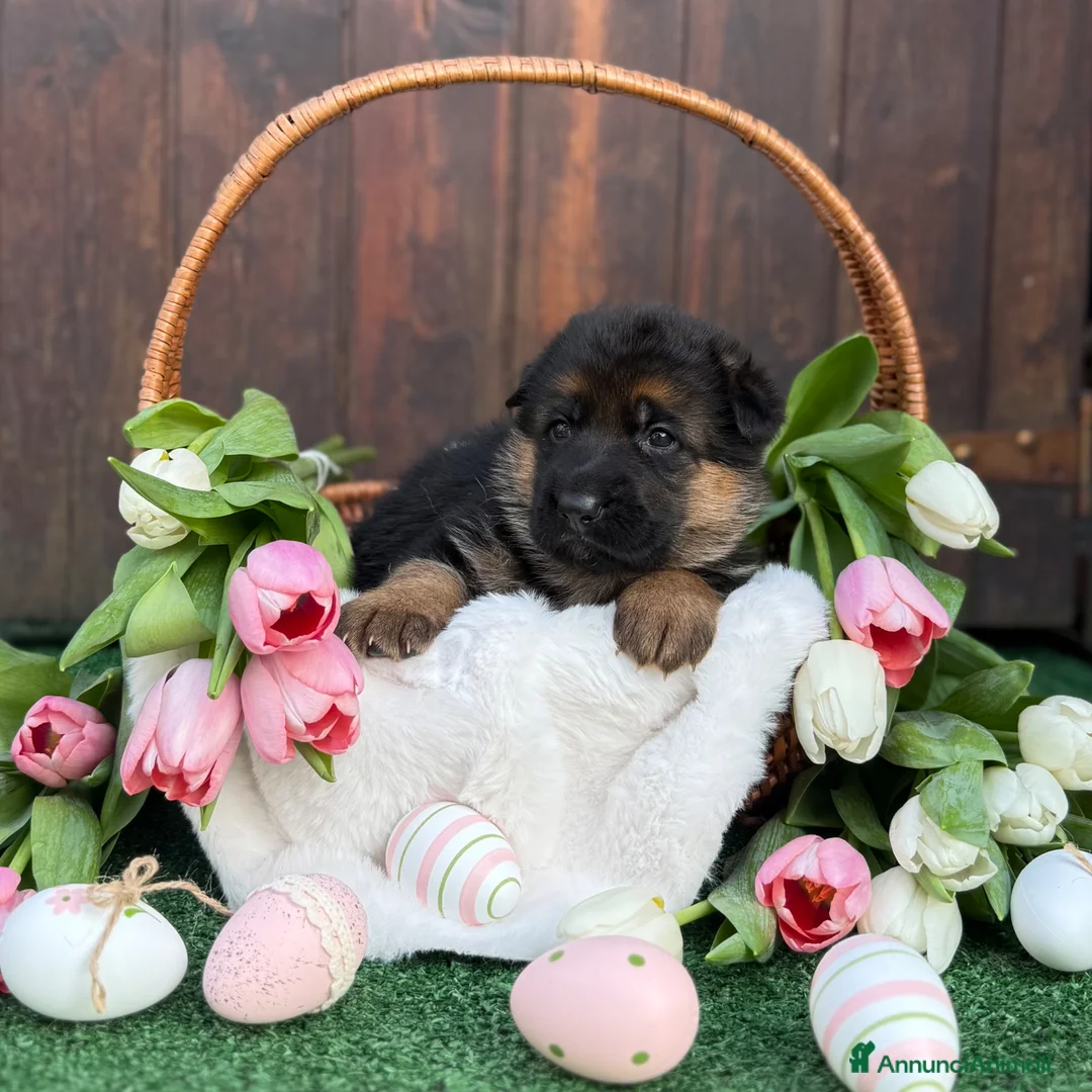 Pastore Tedesco cani in vendita: Cuccioli di pastore tedesco  a Provincia di Varese - Annuncio 2