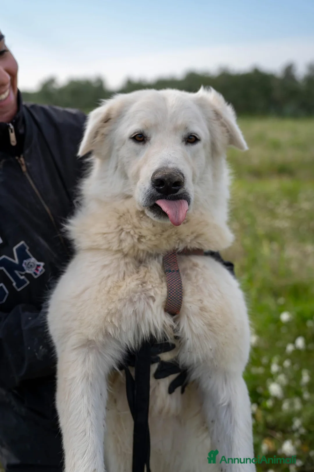 Pastore Maremmano cani in regalo: Peppe - Annuncio 7