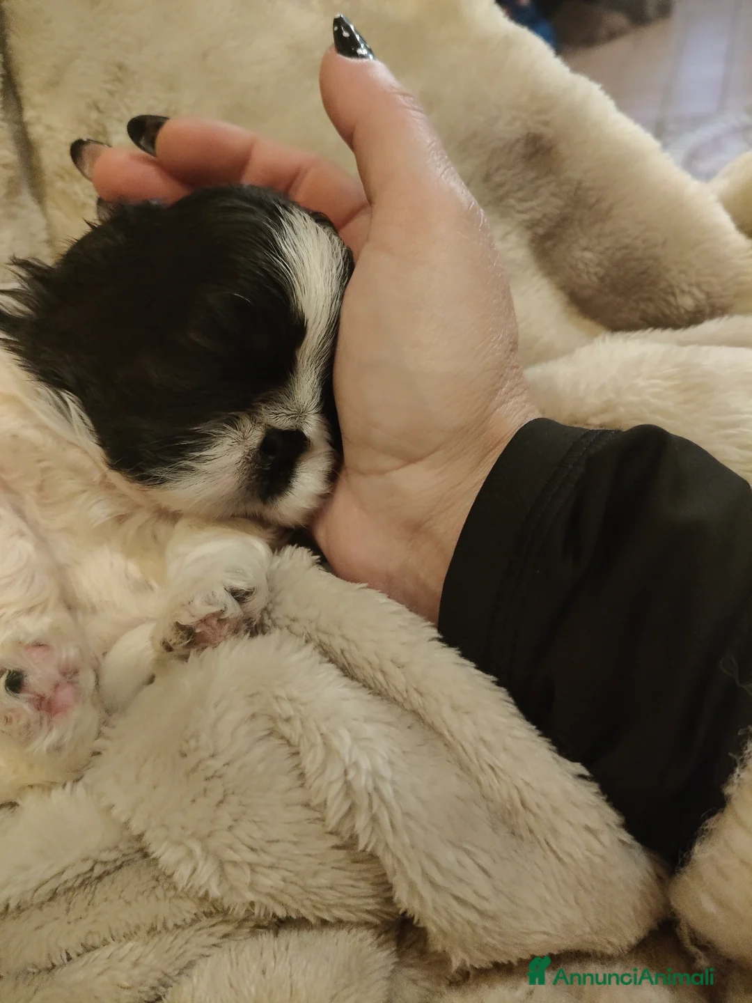 Shih Tzu cani in vendita: Cuccioli Shitzu  - Annuncio 3