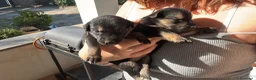 Meticcio cani in regalo: Cuccioli meticci  a Città metropolitana di Roma Capitale - Annuncio 12