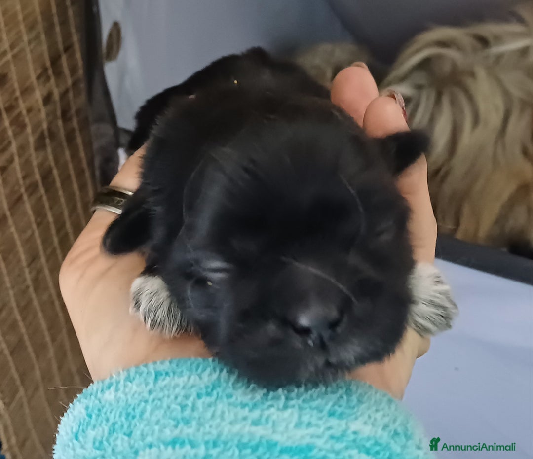 Shih Tzu cani in vendita: Cuccioli shih-tzu  - Annuncio 5