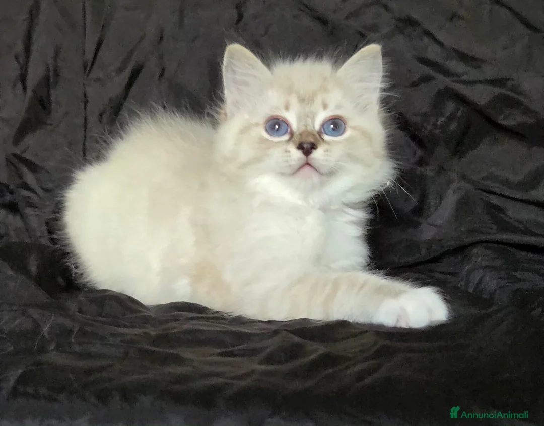 Ragdoll gatti in vendita: Cuccioli di Ragdoll di alta genealogia  - Annuncio 4