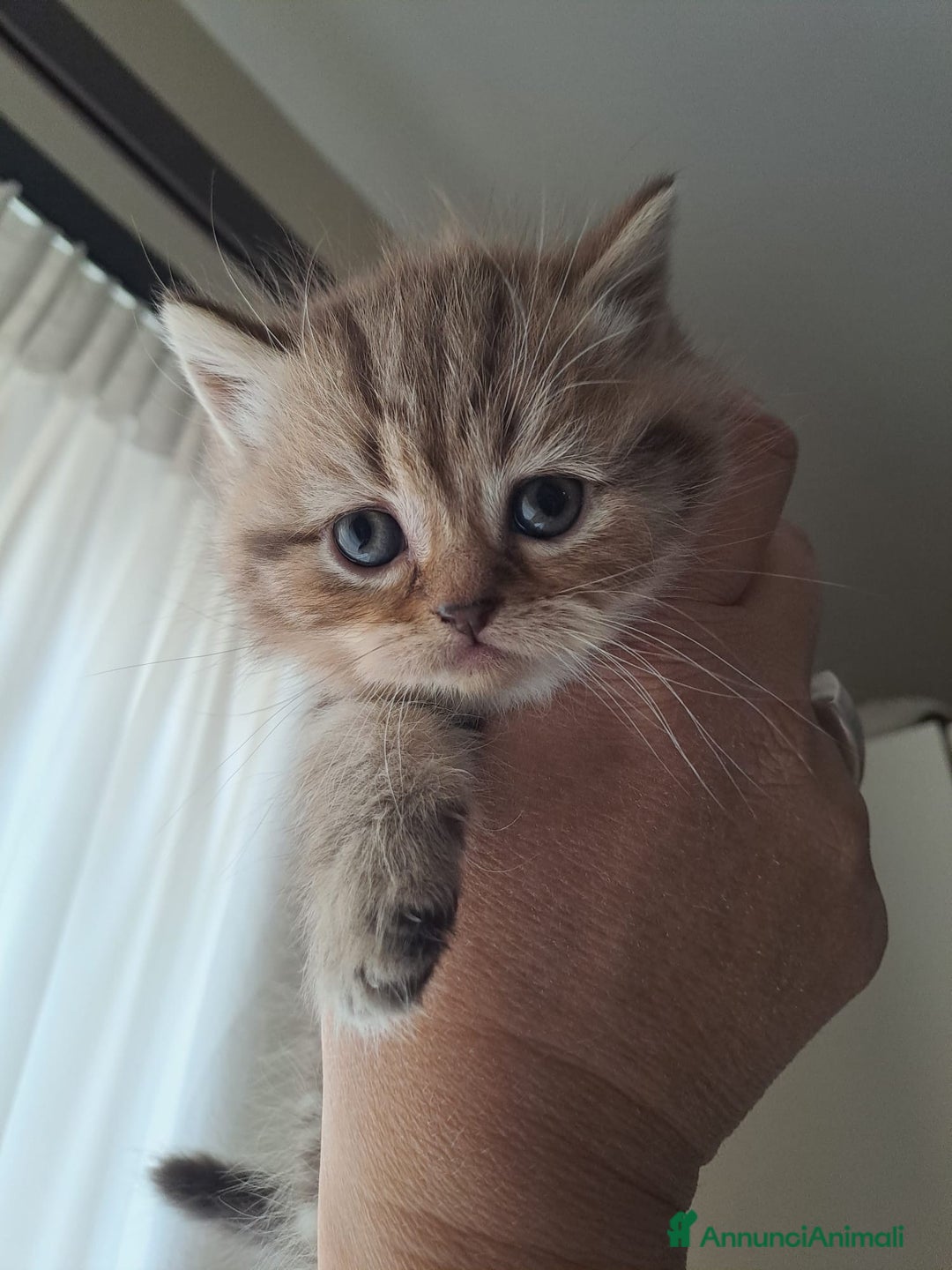 Scottish gatti in vendita: Fantastici Gattini Scottish Straight  - Annuncio 7