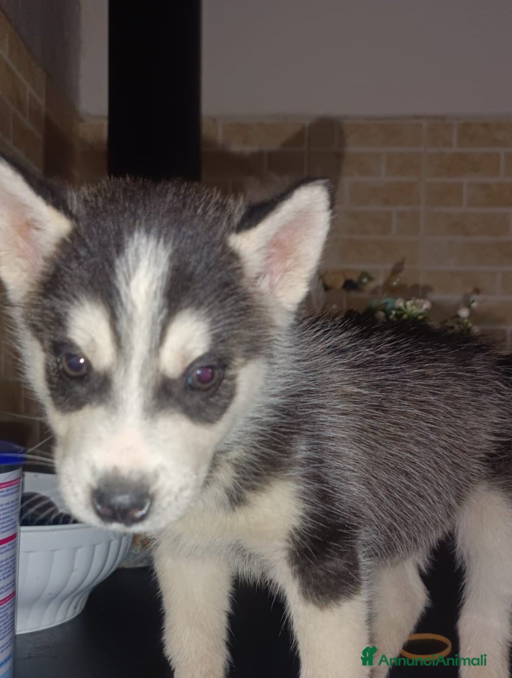 Husky cani Husky siberian  - Annuncio 1