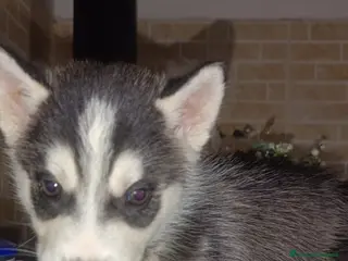 Husky cani Husky siberian - Annuncio 1