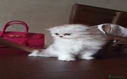 Scottish gatti in vendita: Cucciola Schottish long hair  a Città Metropolitana di Torino - Immagine 2