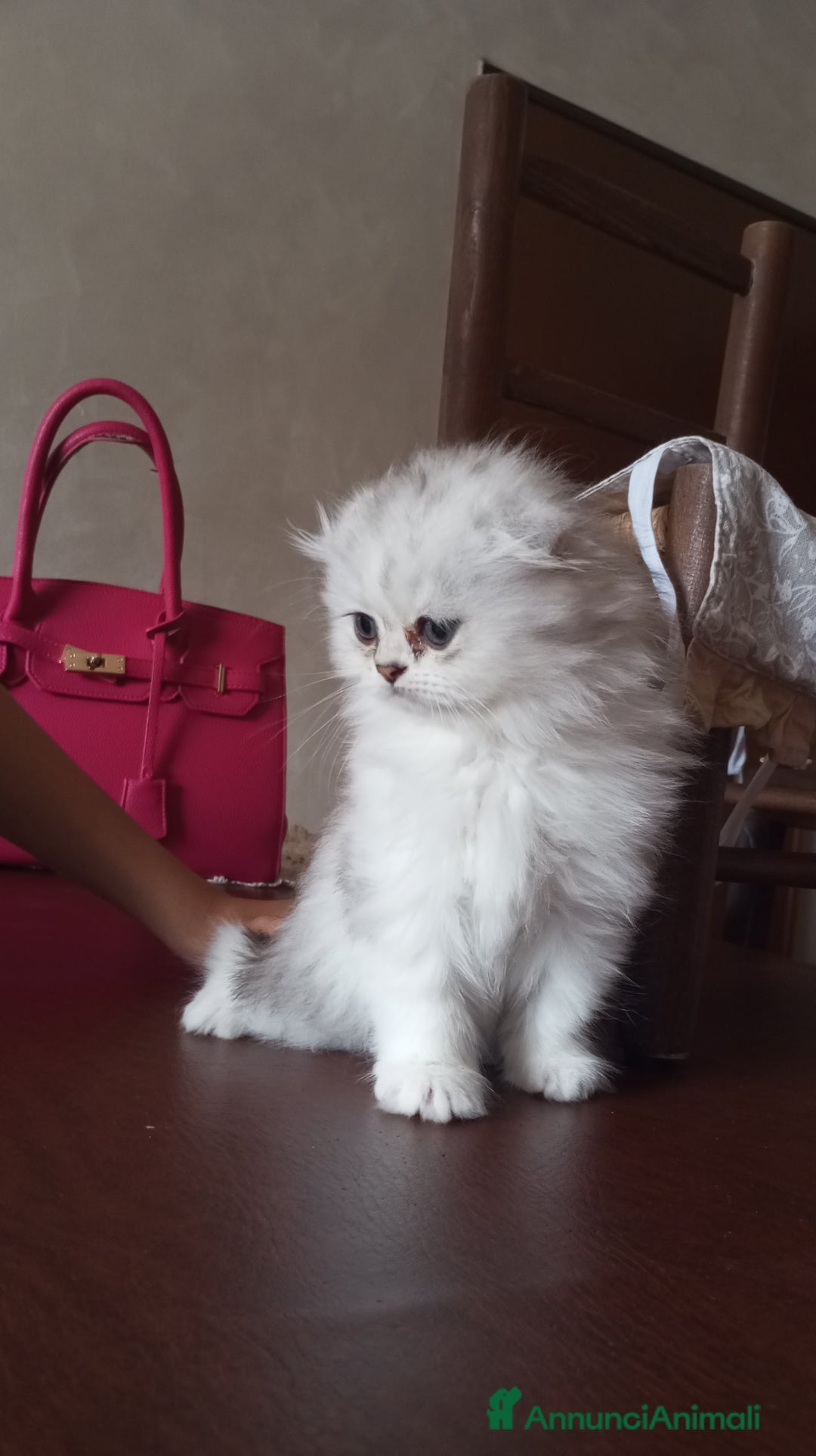 Scottish gatti in vendita: Cucciola Schottish long hair  a Città Metropolitana di Torino - Immagine 2