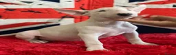 Bull Terrier cani in vendita: Bull Terrier inglese standard cucciole - Annuncio 3