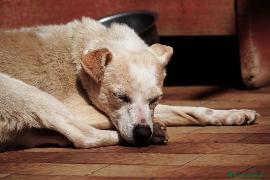 Meticcio cani in regalo: PANNA. adozione del cuore - Annuncio 5