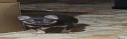 Bulldog Francese cani in vendita: Bulldog francese  a Città Metropolitana di Torino - Annuncio 2