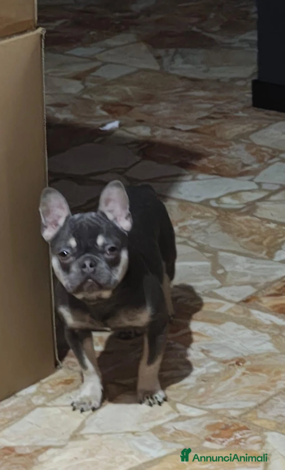 Bulldog Francese cani in vendita: Bulldog francese  a Città Metropolitana di Torino - Annuncio 2
