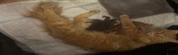 Maine Coon gatti in vendita: Cuccioli Maine Coon - Annuncio 1