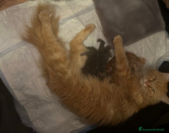 Maine Coon gatti Cuccioli Maine Coon - Annuncio 3