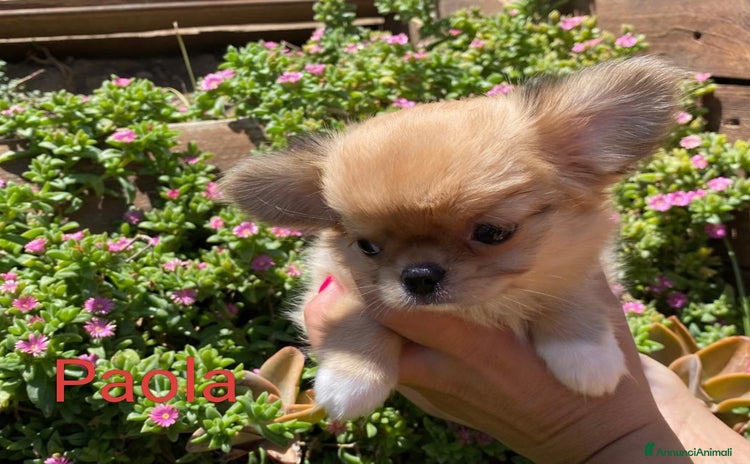 Chihuahua cani a Provincia di Caserta - Annuncio 4