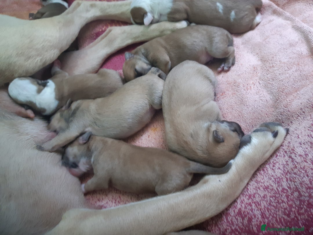 American Staffordshire cani in vendita: Cuccioli amstaff pitbull a Provincia del Verbano-Cusio-Ossola - Immagine 16