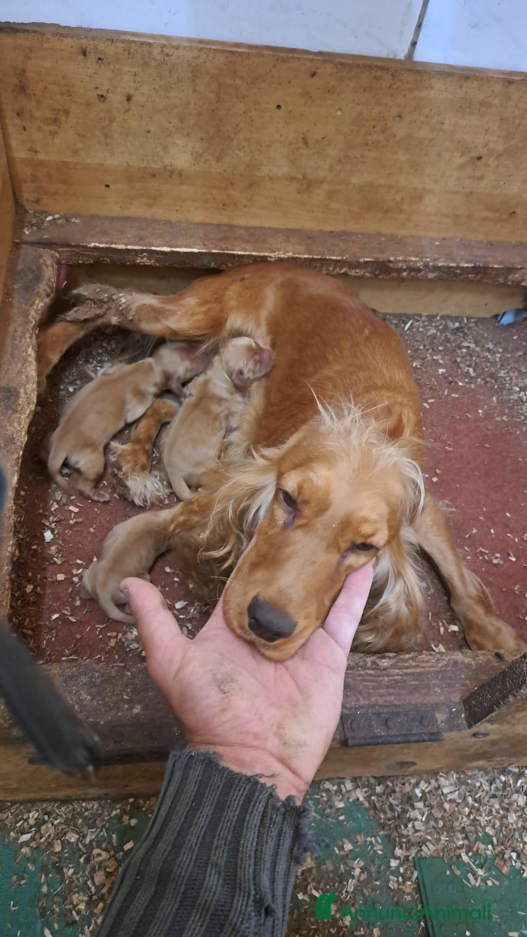 Cocker cani in vendita:  CUCCIOLI DI COCKER-PRENOTABILI-nati oggi - Annuncio 2