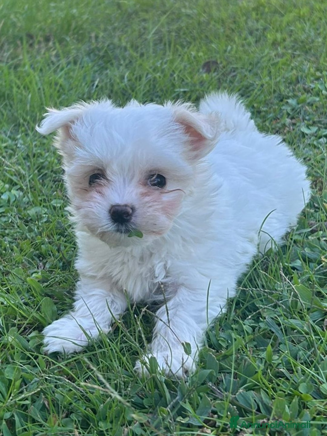 Maltese cani in vendita: Cucciole di maltese - Annuncio 2