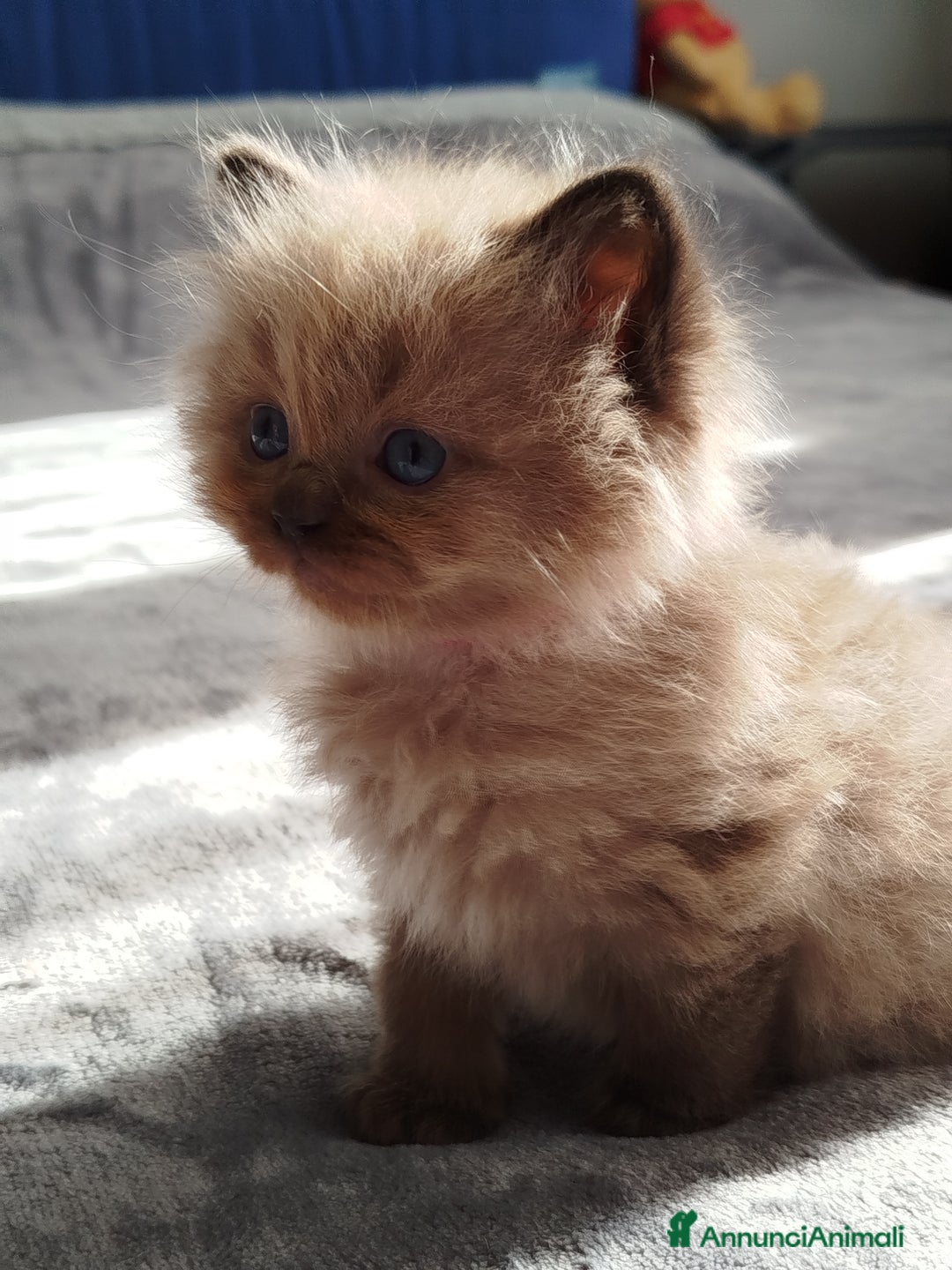 Ragdoll gatti in vendita: Cuccioli Ragdoll - Annuncio 6