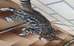 Bengala gatti in vendita: Cucciolo bengala a Provincia di Frosinone - Immagine 15