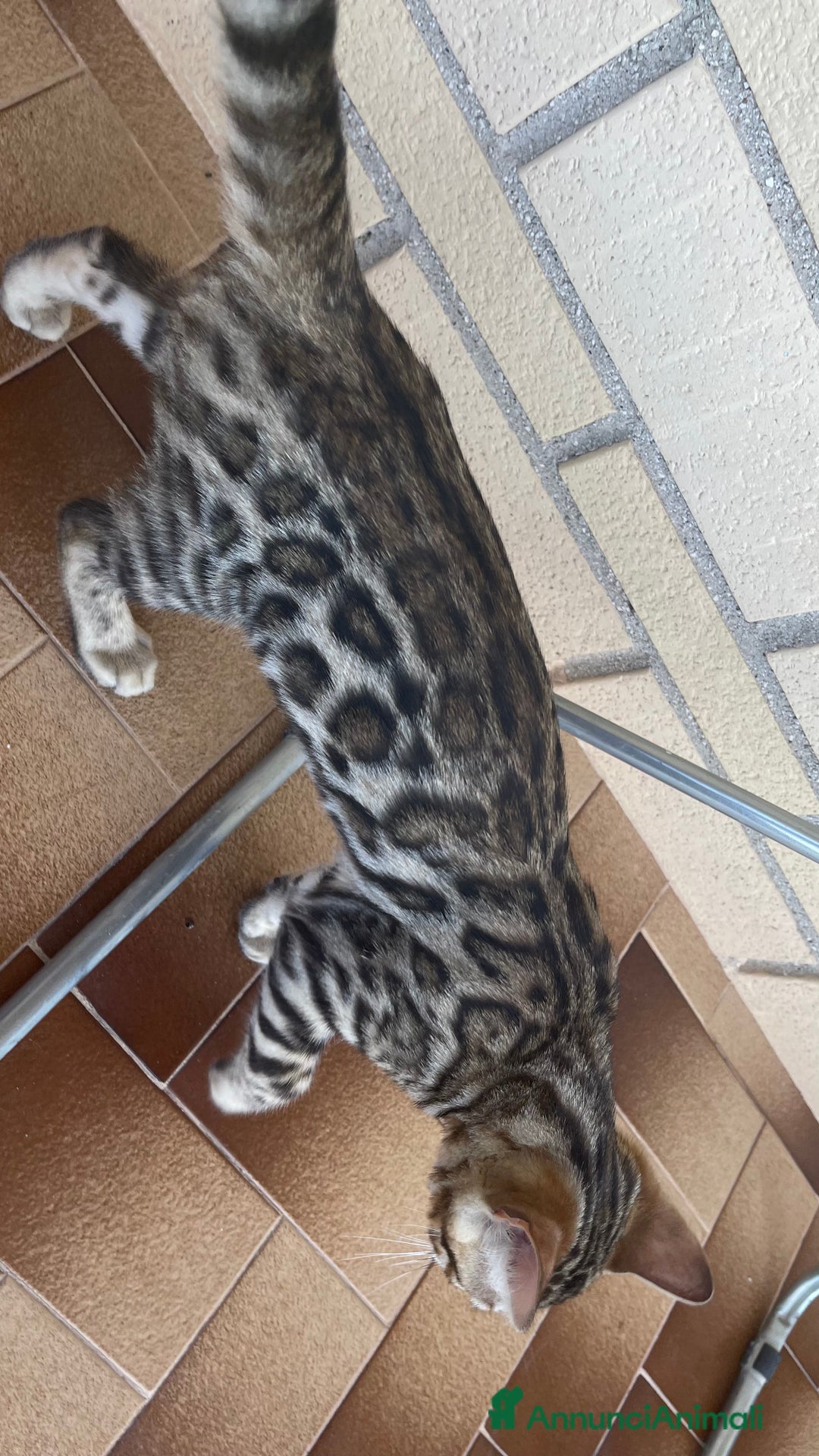 Bengala gatti in vendita: Cucciolo bengala a Provincia di Frosinone - Immagine 15