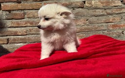 Volpino Italiano cani in vendita: Volpino italiano  a Provincia di Lucca - Immagine 2