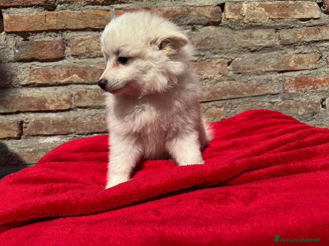 Volpino Italiano cani in vendita: Volpino italiano  a Provincia di Lucca - Immagine 2