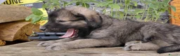Meticcio cani in vendita: Disponibili cuccioli Akita x Pastore della Sila - Annuncio 2