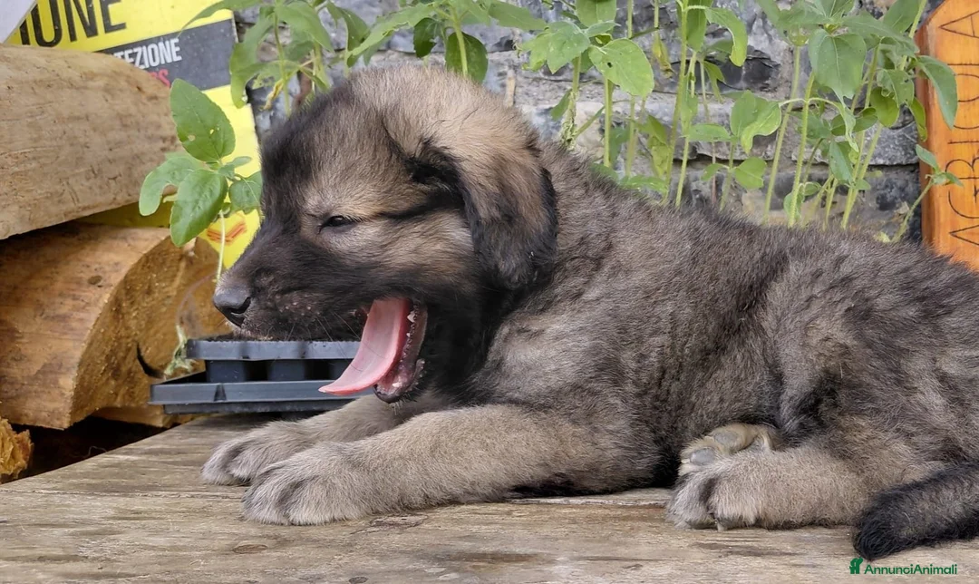 Meticcio cani in vendita: Disponibili cuccioli Akita x Pastore della Sila - Annuncio 2