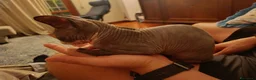 Sphynx gatti in vendita: Sphynx - Cucciolo maschio a Città metropolitana di Roma Capitale - Annuncio 3