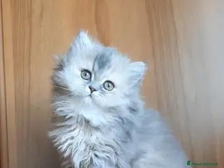 British gatti Cucciolo British longhair - Annuncio 22