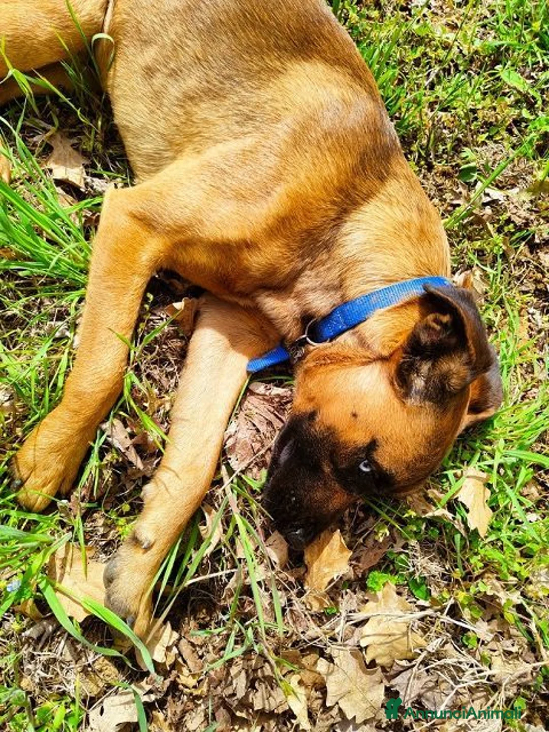 Meticcio cani in regalo: BLU buono con le persone! NO cani a Città Metropolitana di Firenze - Annuncio 2