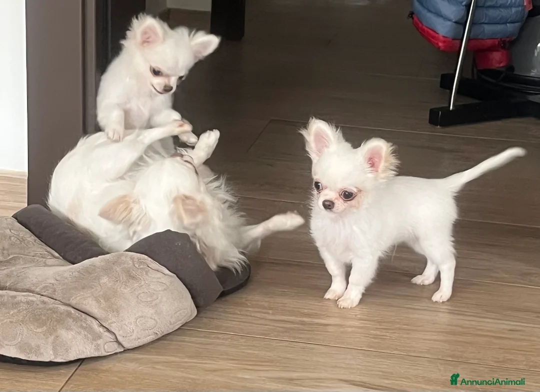 Chihuahua cani in vendita: Chihuahua con pedigree - Annuncio 3
