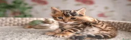 Bengala gatti in vendita: Cuccioli di Bengal o Bengala con Pedigree  - Annuncio 12
