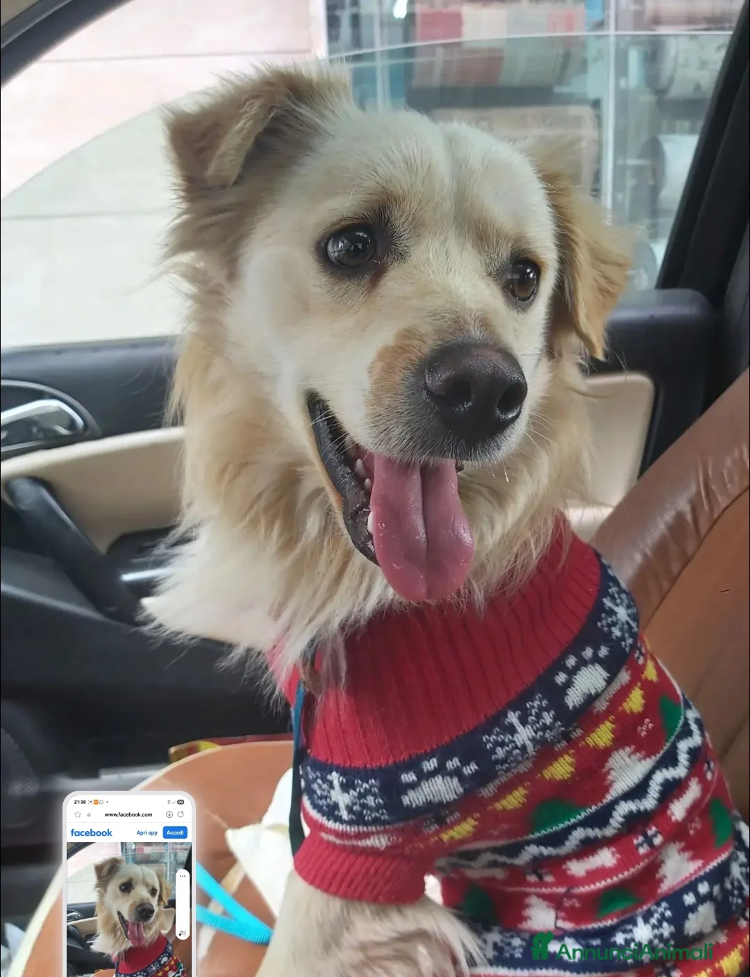 Meticcio cani in vendita: Maschietto 2anni kg12 sbattuto fuori casa!CALABRIA - Annuncio 5