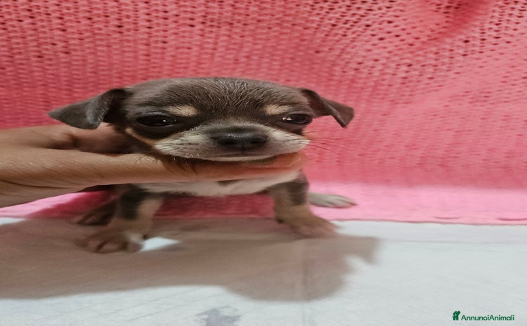 Chihuahua cani a Città metropolitana di Milano - Annuncio 4