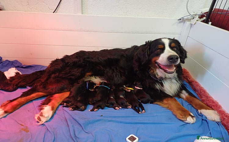 Bovaro del Bernese cani a Città Metropolitana di Firenze - Annuncio 1
