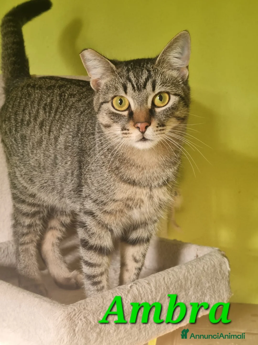 Europeo gatti in regalo: GATTINE DOLCISSIME CERCANO UNA MAMMA - Annuncio 2